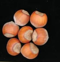 closeup picture of jefferson hazelnuts