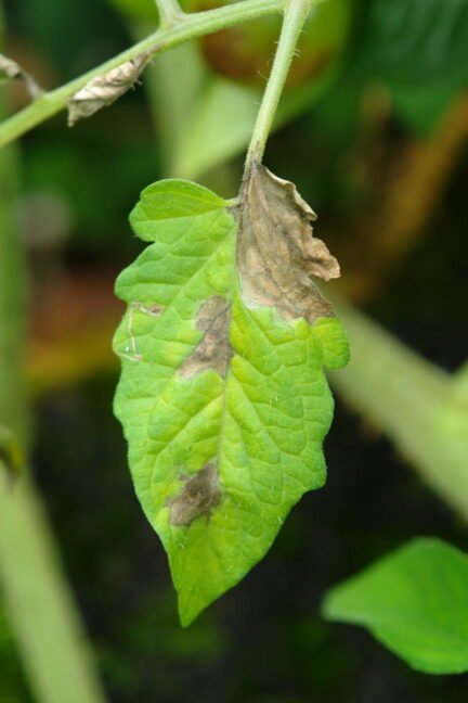 picture a green leaf with phytophthora damage