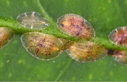 close up picture of the scale insect on a leaf