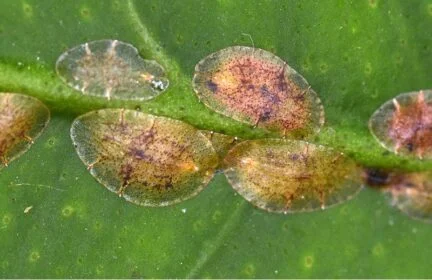 close up picture of the scale insect on a leaf