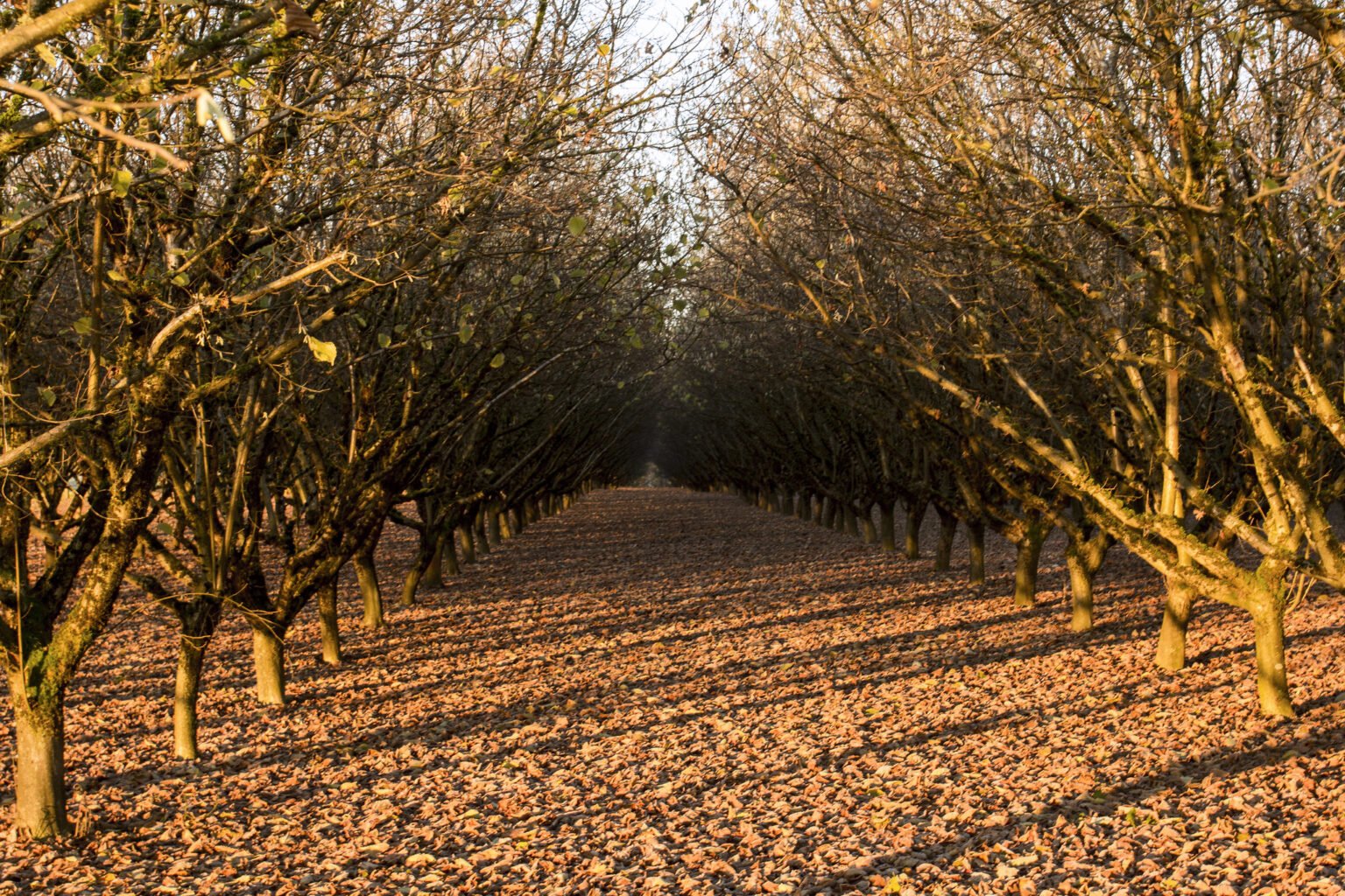 Hazelnuts Oregon Agriculture in the Classroom