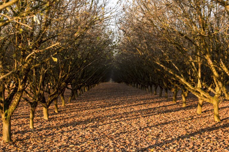 Hazelnuts Oregon Agriculture in the Classroom