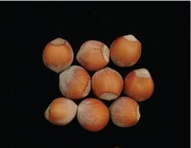 closeup picture of yamhill hazelnuts