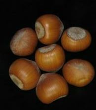 closeup picture of york hazelnuts