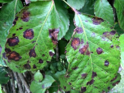 picture of bacterial blight spots on leaves