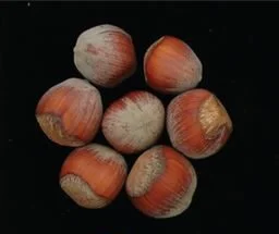 closeup picture of a barcelona hazelnut