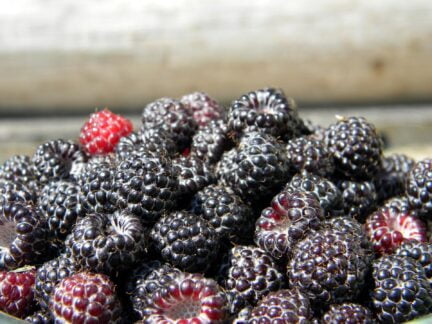 closeup of black raspberries