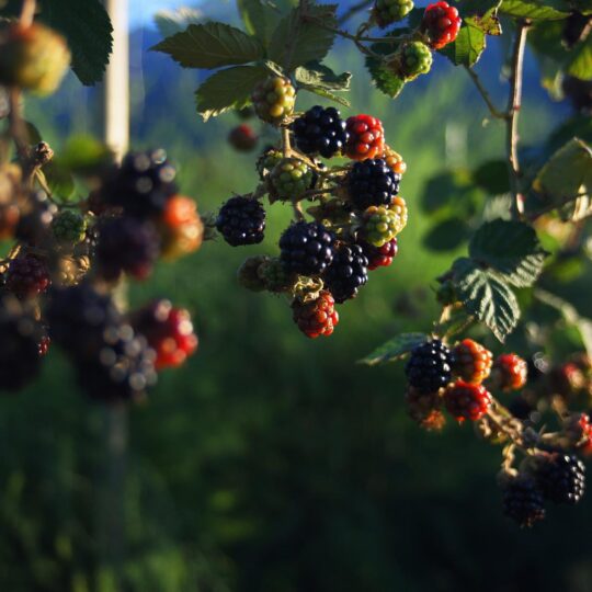 picture of ripe and unripe blackberries hanging from a blackberry bush