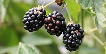 closeup of ripe blackberries hanging on a blackberry bush