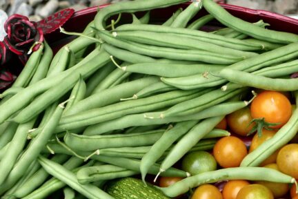 close up picture of blue lake green beans