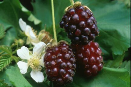 closeup of ripe boysenberries hanging from the bush next to a flowering berry