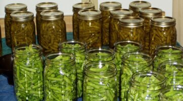 picture of a bunch of mason jars filled with fresh green beans and pickling juice