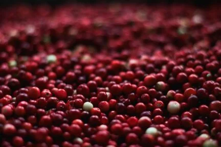 close up picture of red cranberries in a pile