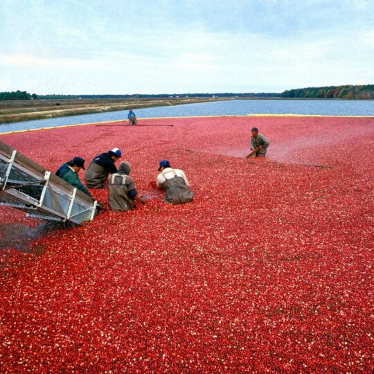 cranberries being fed onto a conveyor belt out of the bog filled with water
