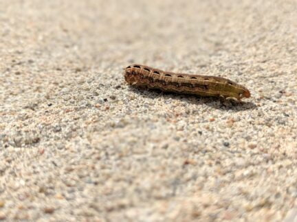 close up picture of a cutworm caterpillar
