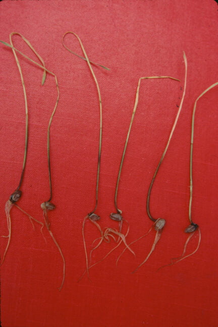 picture of multiple wheat seedlings damaged by flooding and have damping off disease