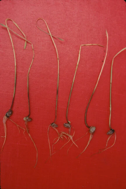 picture of multiple wheat seedlings damaged by flooding and have damping off disease