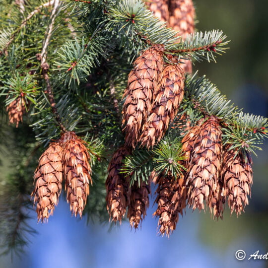 closeup of douglas fir cones hanging from the tree