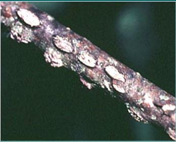 closeup picture of eastern filbert blight spores on a twig/branch