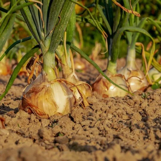 onions in the ground in a field