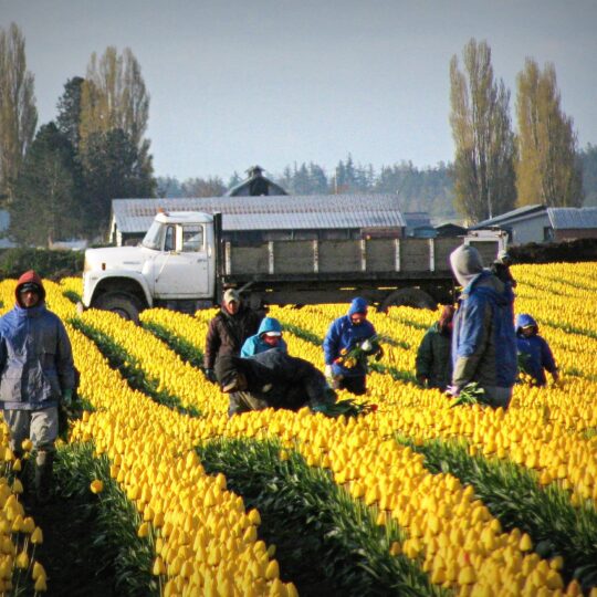 people harvesting yellow tulips by hand