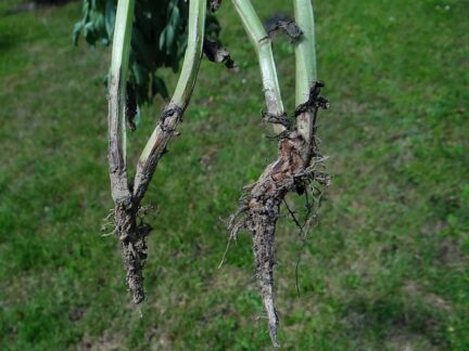 picture of fusarium root rot