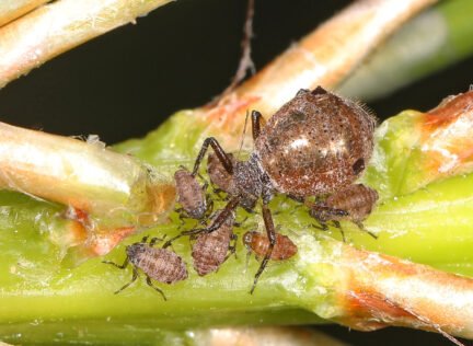 close up of the conifer aphid insect