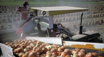 picture of a harvester machine going through a field of onions