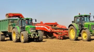 picture of onions being harvested after curing in the field for a few weeks
