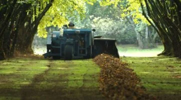 picture of harvester picking up hazelnuts after they were swept into the aisle