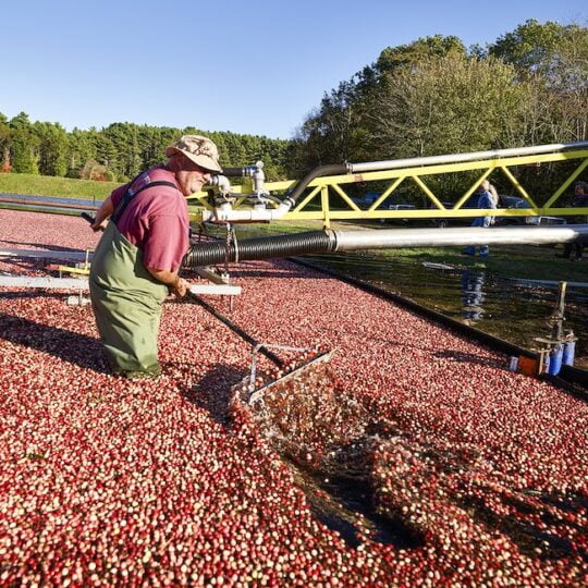 man raking through cranberries during a wet harvest