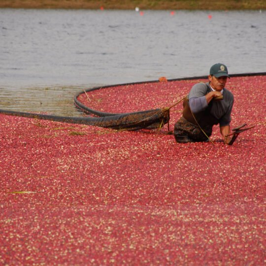 man working during wet harvest of cranberries