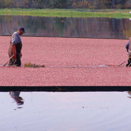 men walking in a bog with cranberries