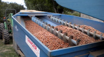 hazelnuts in the back of a harvester after being picked up
