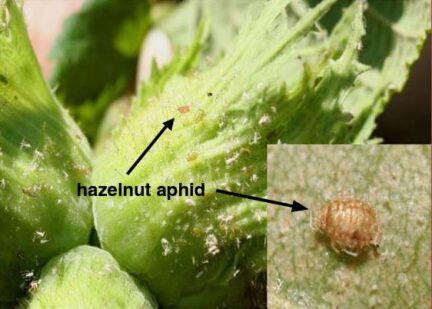 closeup picture of a hazelnut aphid