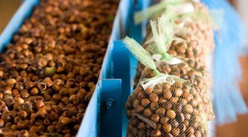 picture of hazelnuts on a conveyer belt and in bags