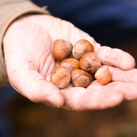 hazelnuts in a hand