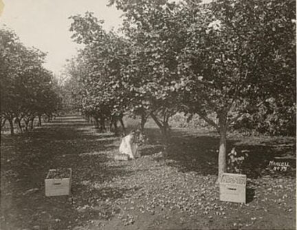Hazelnuts - Oregon Agriculture in the Classroom