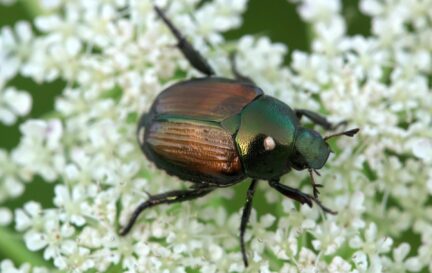 close up of a Japanese beetle