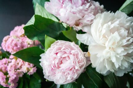 light pink and white peonies