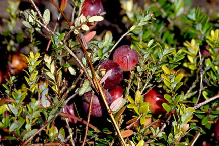 close up of cranberries on a vine