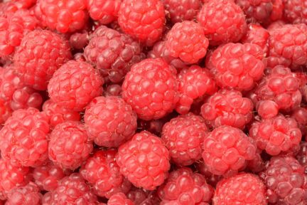 closeup of multiple ripe, red raspberries in a bin