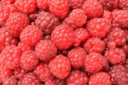closeup of multiple ripe, red raspberries in a bin