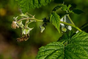 closeup of raspberry plant being pollinated by a honey bee