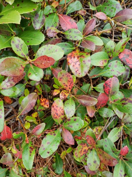 red leaf spots