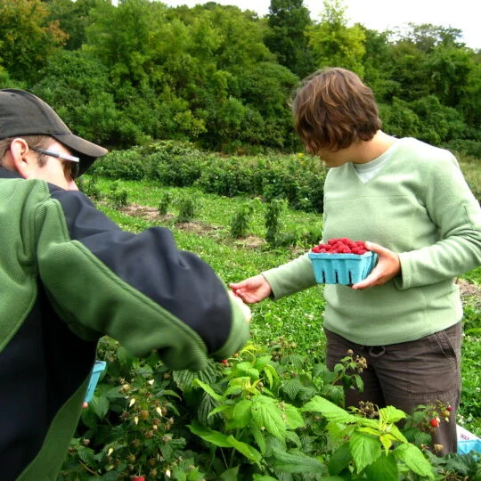 2 people hand harvesting red raspberries in a field