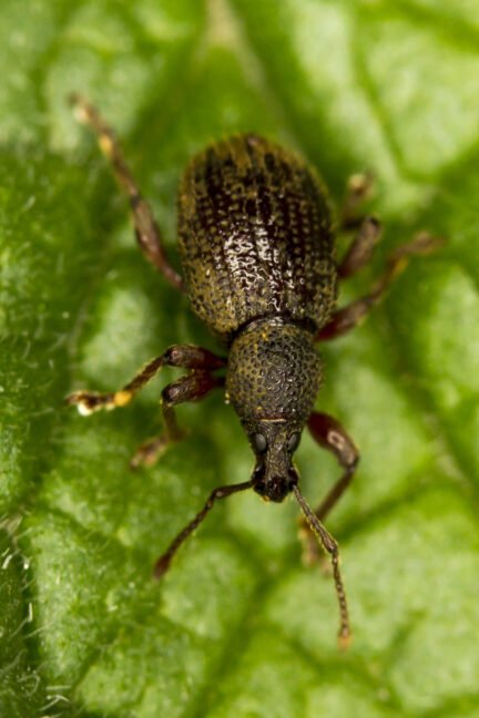 closeup of the root weevil insect