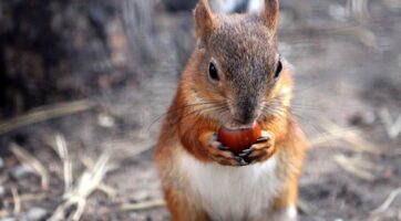 close up picture of a squirrel eating a hazelnut