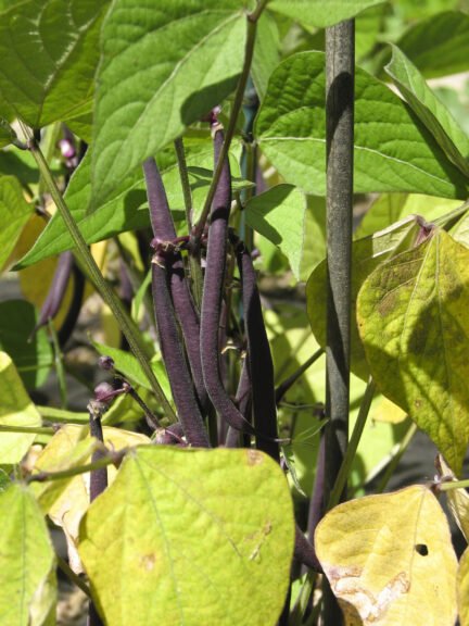 picture of purple trionfo green beans on the bush