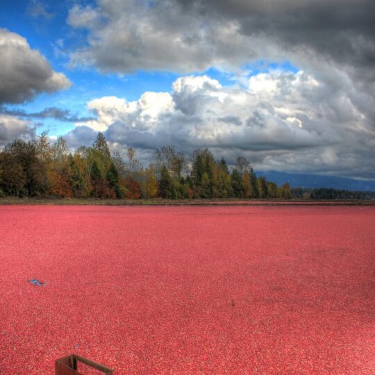 Cranberry bog filled with water against a bright blue sky with clouds